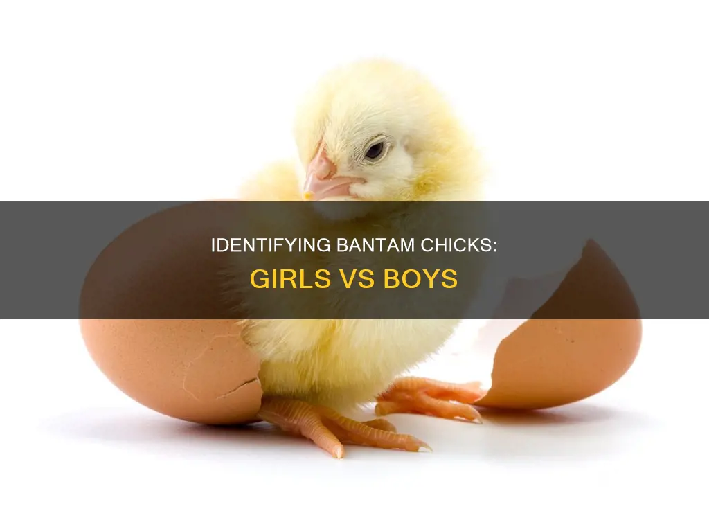 how to tell a girl bantam chick from a boy