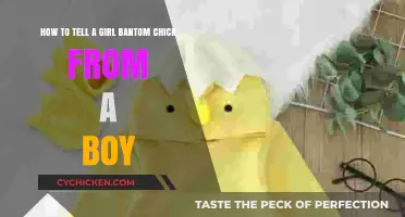 Identifying Bantam Chicks: Girls vs. Boys