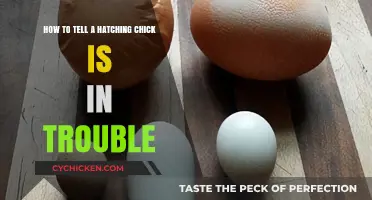 Troubled Chicks: Signs to Watch For