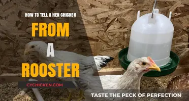 Identifying Chickens: Hens vs. Roosters