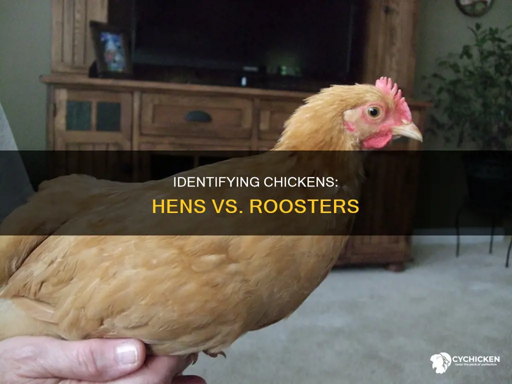 how to tell a hen chicken from a rooster