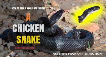 King or Chicken Snake: How to Tell Them Apart