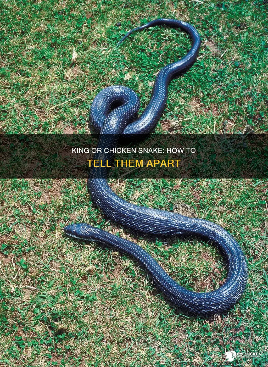 how to tell a king snake from a chicken snake