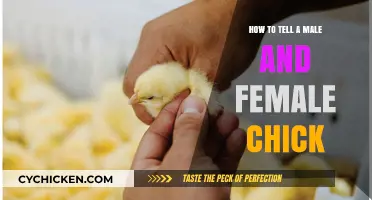 Identifying Chick Gender: Simple Tips to Distinguish Males from Females