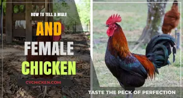 Identifying Rooster and Hen: A Guide to Chicken Gender Differences