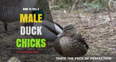 Identifying Male Ducklings: A Beginner's Guide to Spotting Differences
