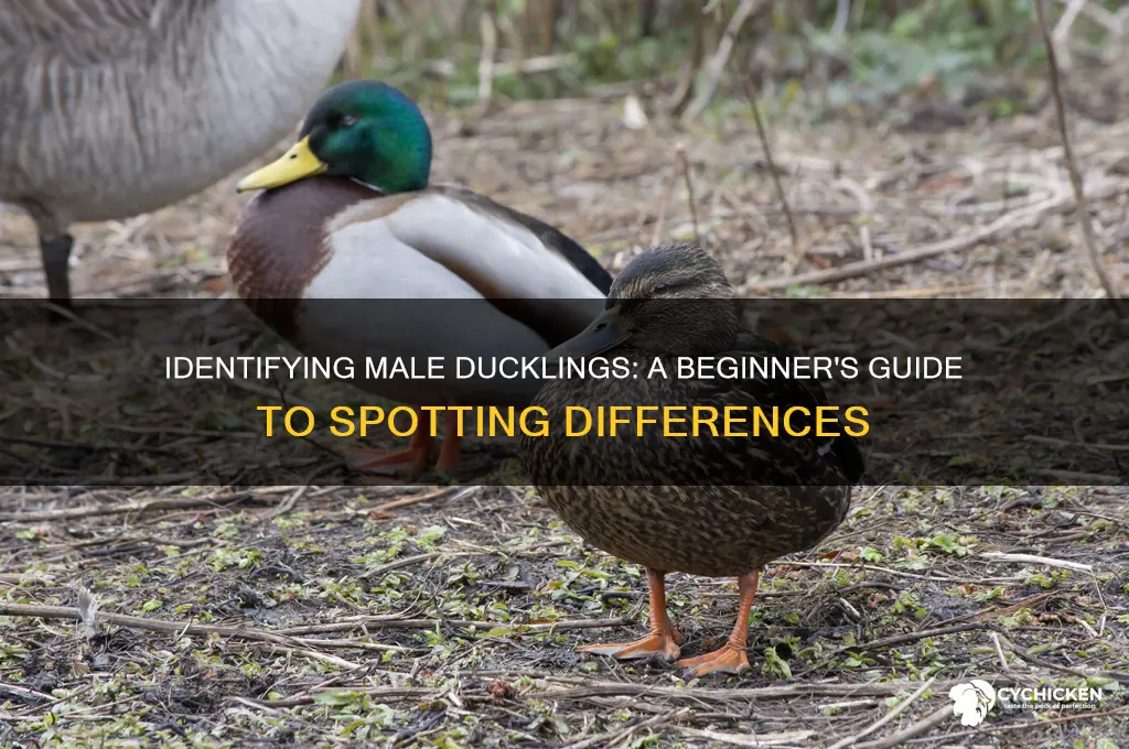 how to tell a male duck chicks