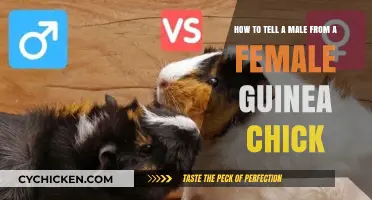 Spotting Gender Differences in Guinea Chicks