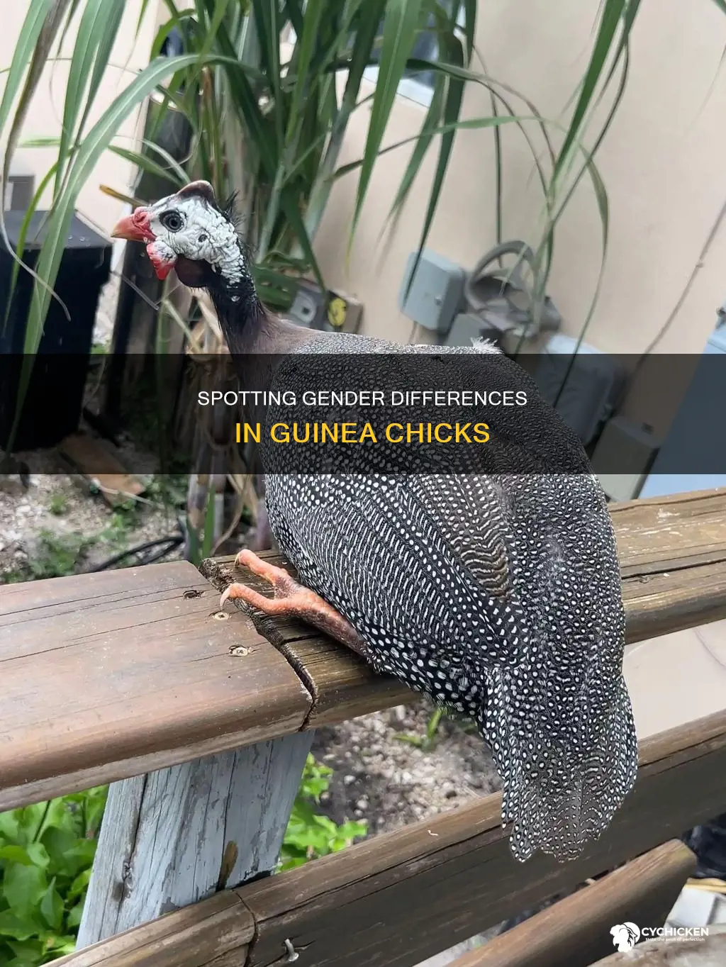 how to tell a male from a female guinea chick
