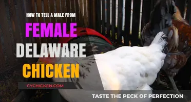Spotting Gender Differences in Delaware Chickens