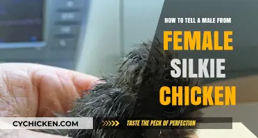 Identifying Male and Female Silkies: A Quick Guide