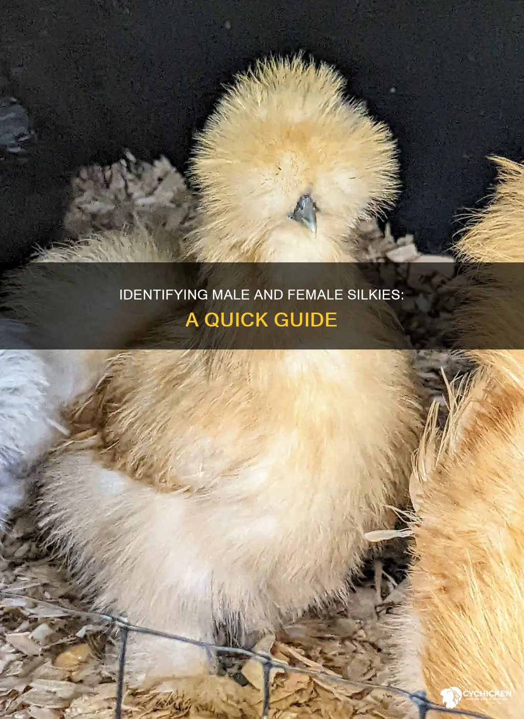 how to tell a male from female silkie chicken