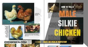 Identifying Male Silkie Chickens: A Beginner's Guide to Key Traits