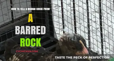 Maran or Barred Rock: Identifying Your Chick