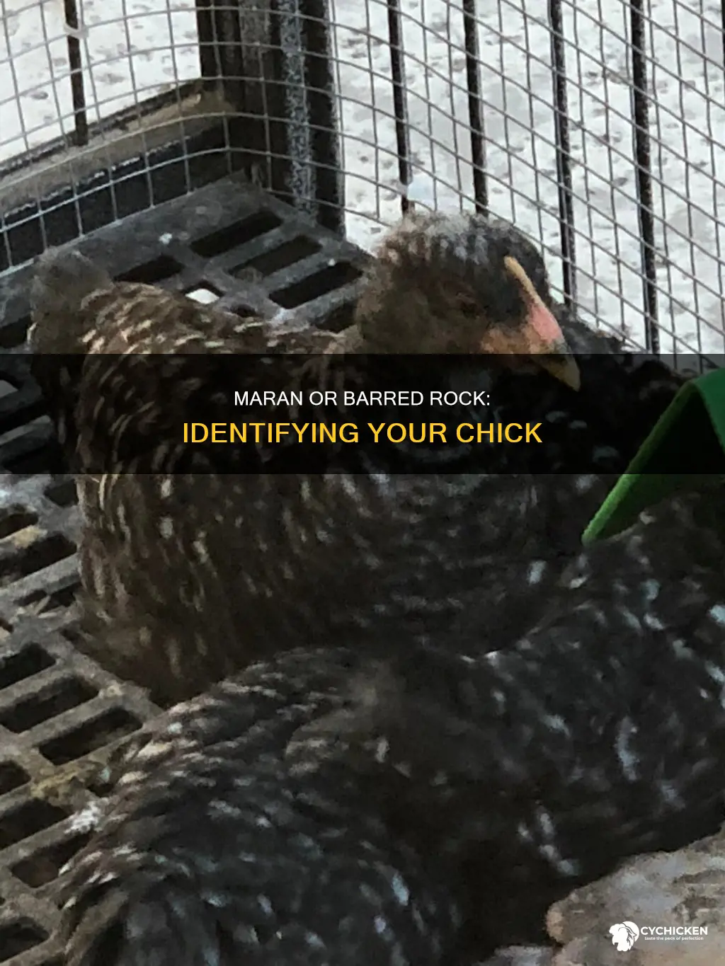 how to tell a maran chick from a barred rock
