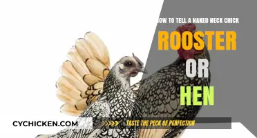 Identifying Naked Neck Chickens: Rooster or Hen?