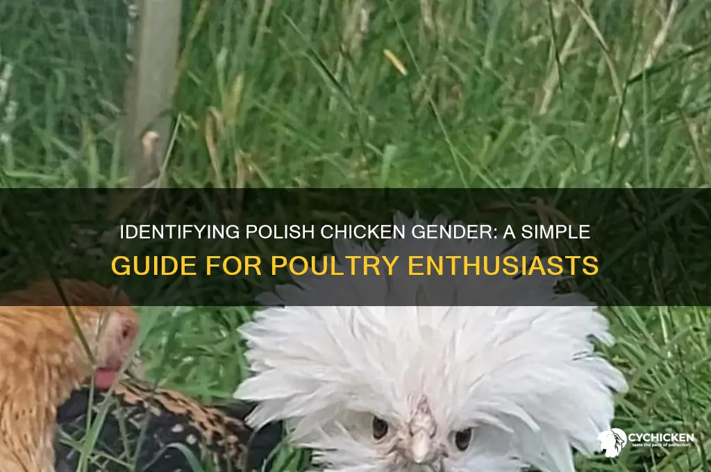 how to tell a polish chicken sex