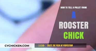 Pullets vs. Rooster Chicks: How to Tell the Difference