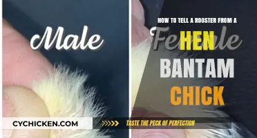 Identifying Bantam Chicks: Roosters vs Hens