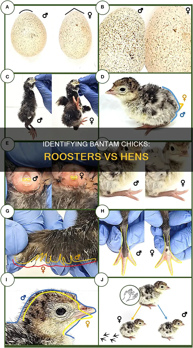 how to tell a rooster from a hen bantam chick