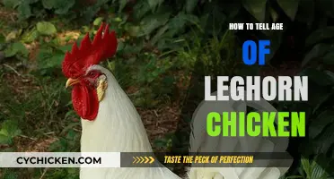 Identifying Leghorn Chicken Age: A Comprehensive Guide for Poultry Enthusiasts