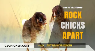 Identifying Barred Rock Chicks: A Beginner's Guide to Spotting Differences