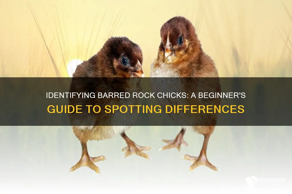 how to tell barred rock chicks apart