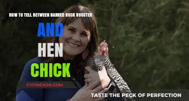 Identifying Barred Rock Rooster and Hen Chicks