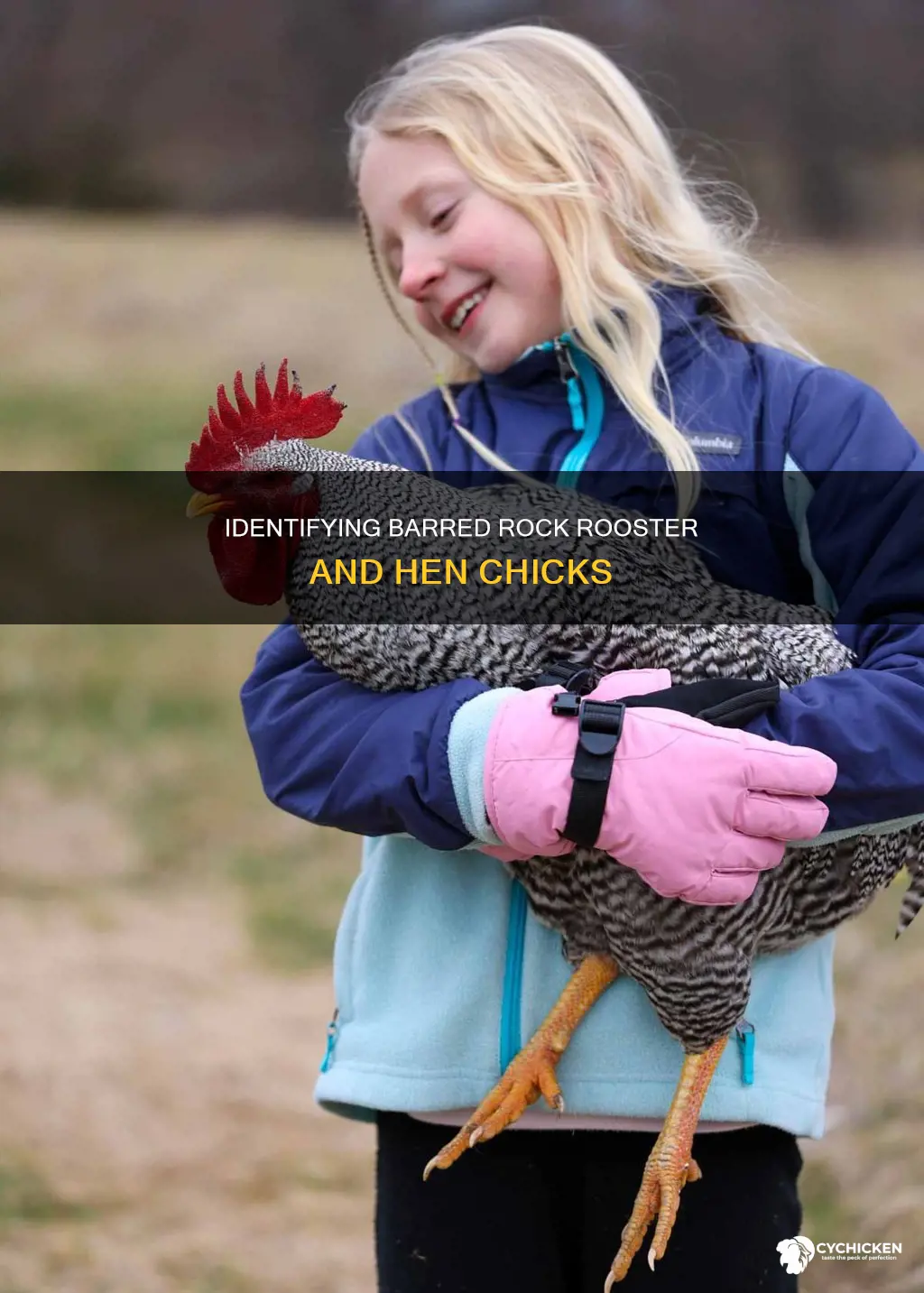 how to tell between barred rock rooster and hen chick