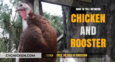 Identifying Chickens vs. Roosters: Key Physical and Behavioral Differences Explained