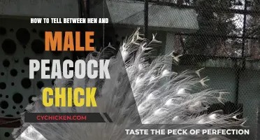 Spotting Gender Differences in Baby Peacocks