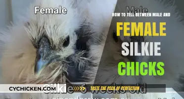 Identifying Silkie Chicks: Male or Female?