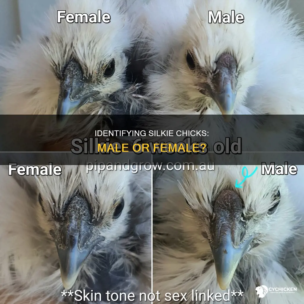 how to tell between male and female silkie chicks