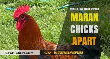Identifying Black Copper Marans Chicks: A Beginner's Guide to Gender Differences