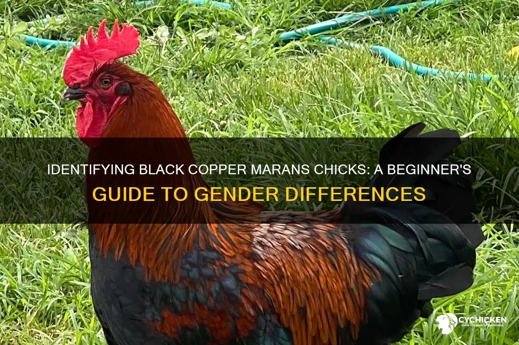 how to tell black copper maran chicks apart