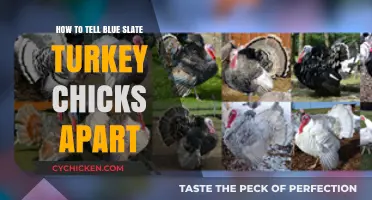 Identifying Blue Slate Turkey Chicks: A Beginner's Guide to Key Differences