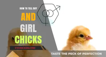 Identifying Chick Gender: Easy Tips to Tell Boy and Girl Chicks
