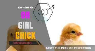 Identifying Chick Gender: Simple Tips to Tell Boy or Girl Chicks