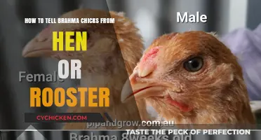 Identifying Brahma Chicks: Sexing Your Chickens
