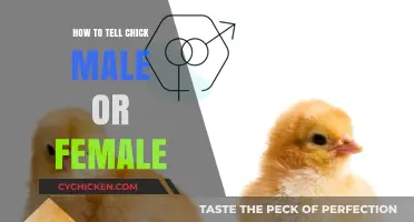 Identifying Chick Gender: Simple Tips to Determine Male or Female