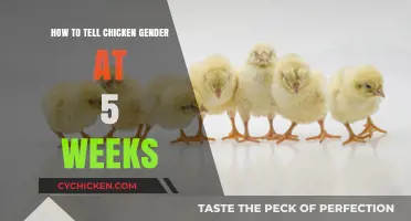 Identifying Chicken Gender at 5 Weeks: A Beginner's Guide