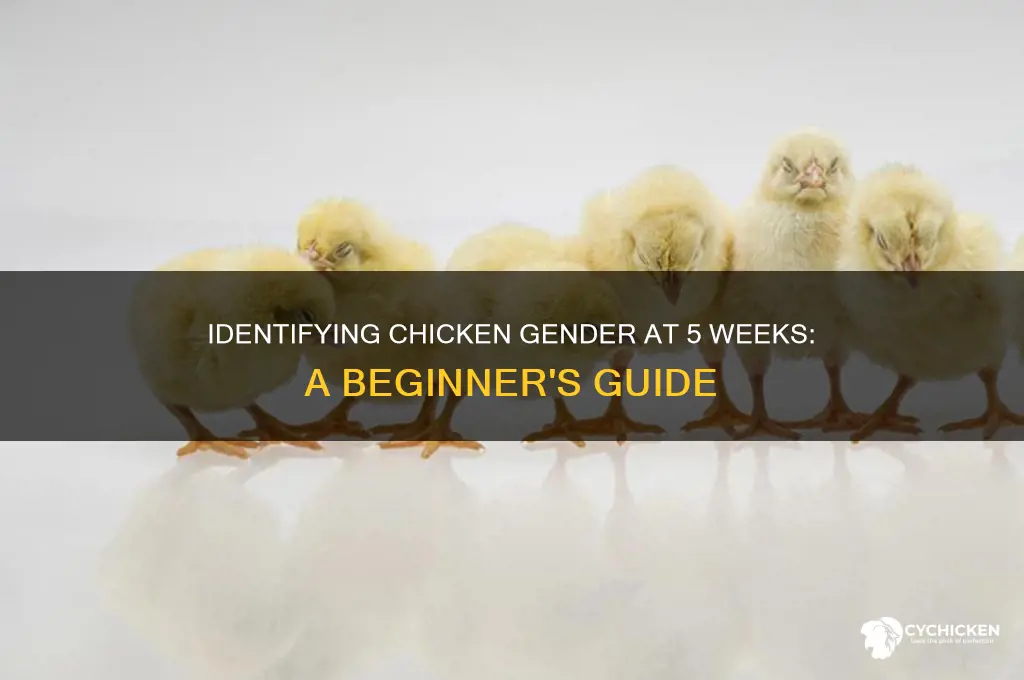 how to tell chicken gender at 5 weeks