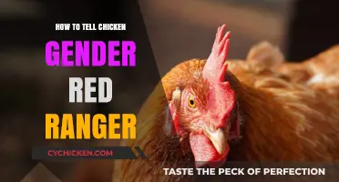 Identifying Red Ranger Chicken Gender: A Simple Step-by-Step Guide