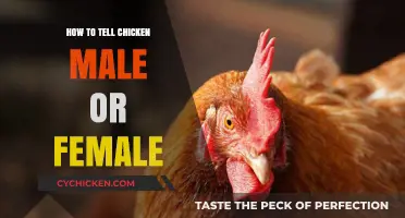 Identifying Chicken Gender: Simple Tips to Tell Males from Females