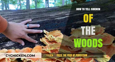 Identifying Chicken of the Woods: A Beginner's Guide to Foraging Safely