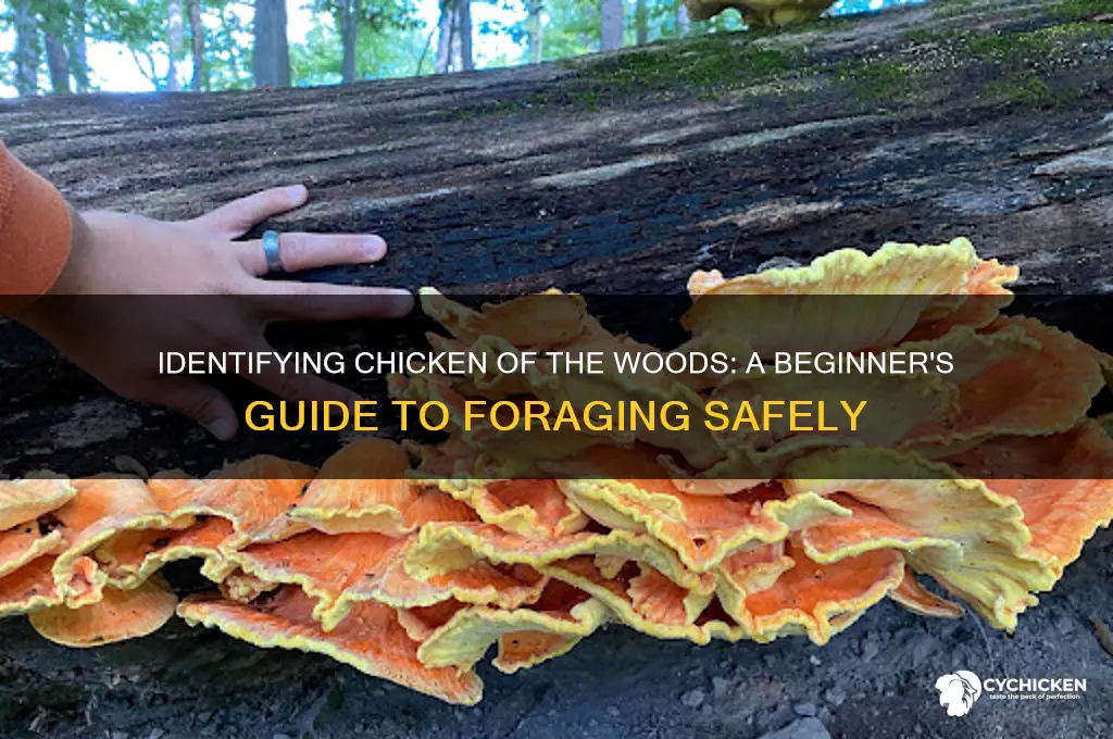 how to tell chicken of the woods