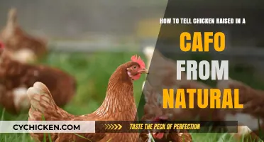 CAFO vs Natural Chicken: What's the Difference?