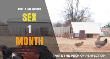 Identifying Chicken Gender: A 1-Month-Old Chick Sexing Guide