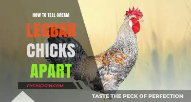 Identifying Cream Legbar Chicks: A Beginner's Guide to Gender and Color