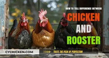 Chicken or Rooster: Key Physical and Behavioral Differences Explained
